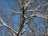 Winter in Ellanor C. Lawrence Park, Fairfax, VA 4