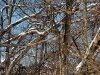 Winter in Ellanor C. Lawrence Park, Fairfax, VA 6