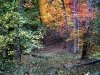 Fall in Ellanor C. Lawrence Park, Fairfax, VA 8