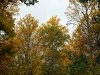 Fall in Ellanor C. Lawrence Park, Fairfax, VA  6