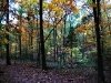 Fall in Elanar Lawrence Park 5