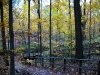 Fall in Ellanor C. Lawrence Park, Fairfax, VA  3