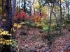 Fall in Ellanor C. Lawrence Park, Fairfax, VA  2