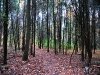 Fall in Ellanor C. Lawrence Park, Fairfax, VA  1