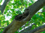 rotten-branch