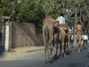 Camel on Delhi Streets [March 2009]