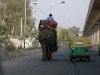 Elephant on Delhi Streets 2 [March 2009]