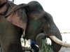 Elephant on Delhi Streets 1 [March 2009]